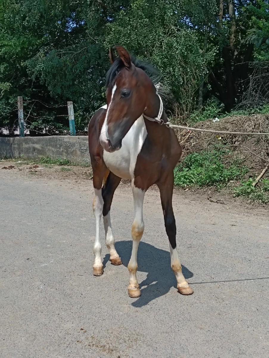 થંબનેલ 2