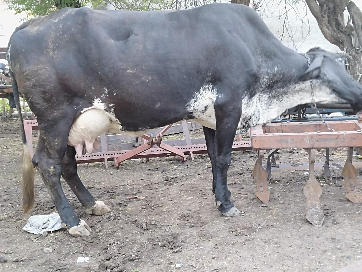 થંબનેલ 2