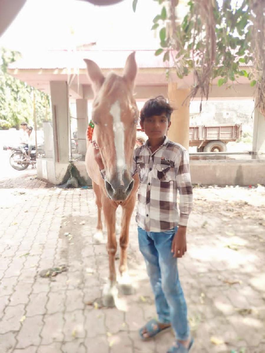 ઘોડી વેચવાની છે