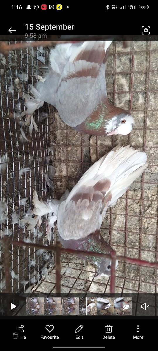 કબુતર વેચવાના છે