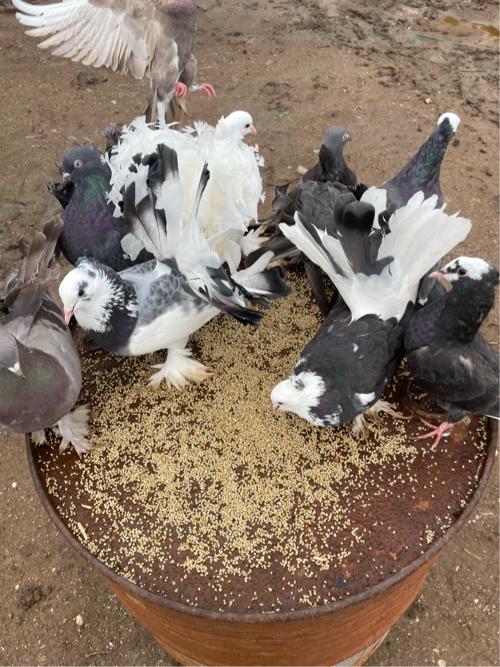 થંબનેલ 2