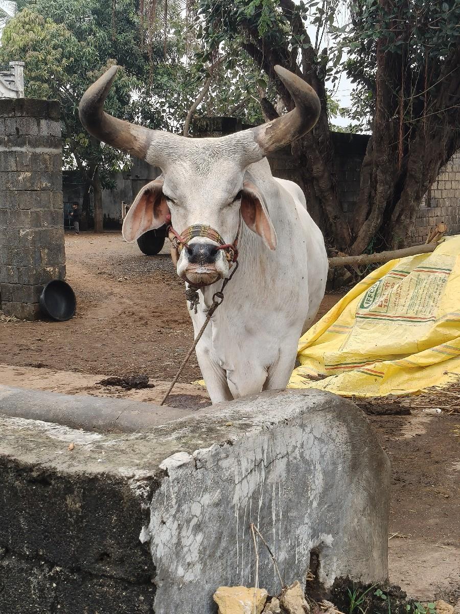 બળદ વેચવાનો છે
