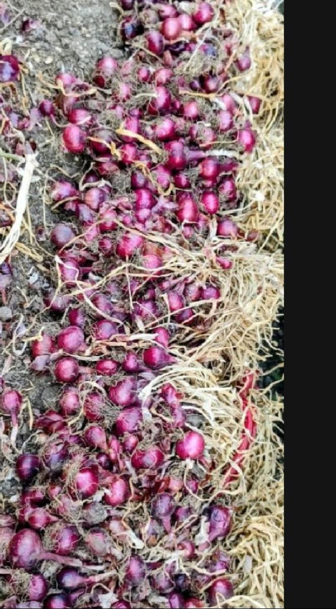 કાજી રોપ વેસવાનો છે