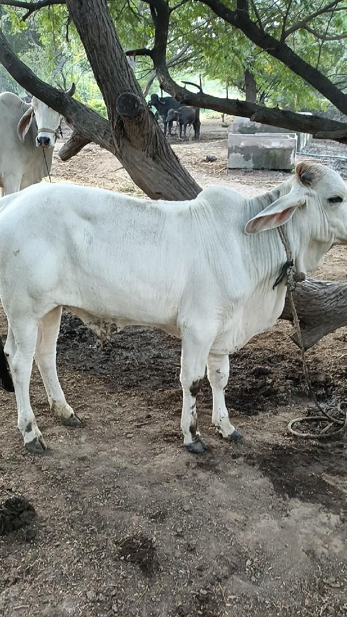 વાછડા વેચવાના