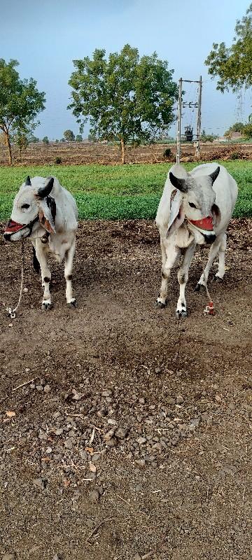 થંબનેલ 3