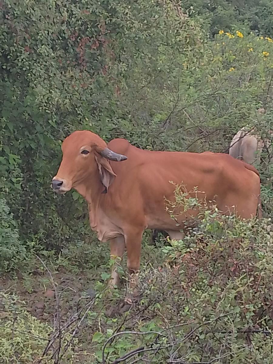 ગીર પોઇન્ટની ગાય
