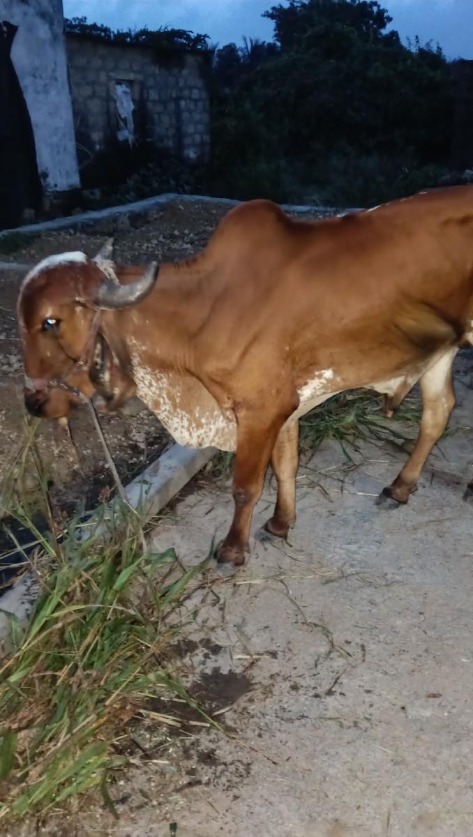 થંબનેલ 2