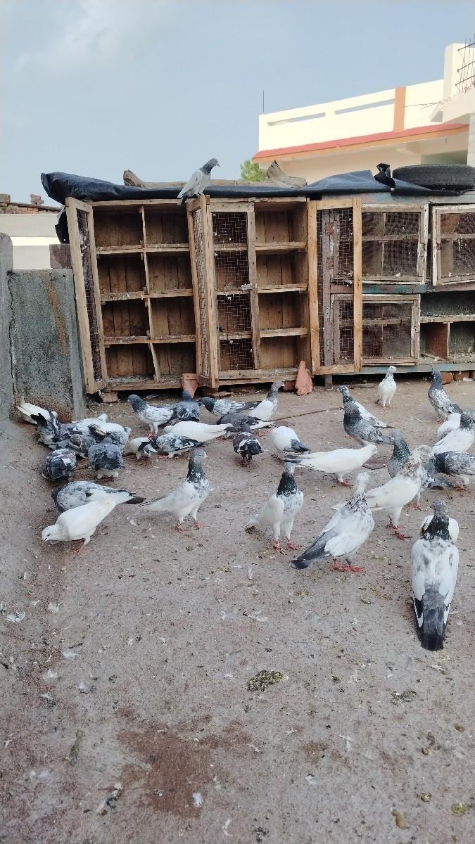 30 કબુતર લાલ લાખના મારવાડા ઉડાન