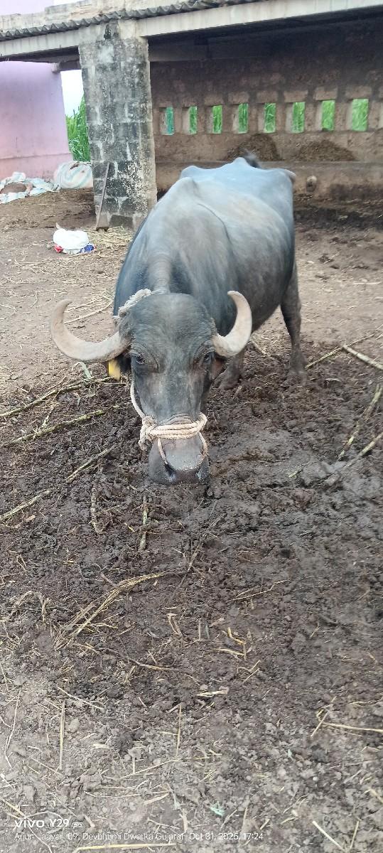 ભેંસ  વેચવાની છે