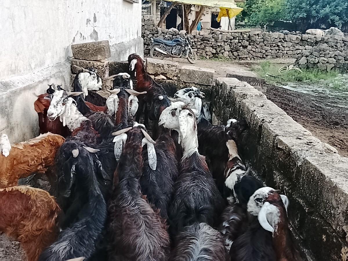 બકરાવેસવાના.છે