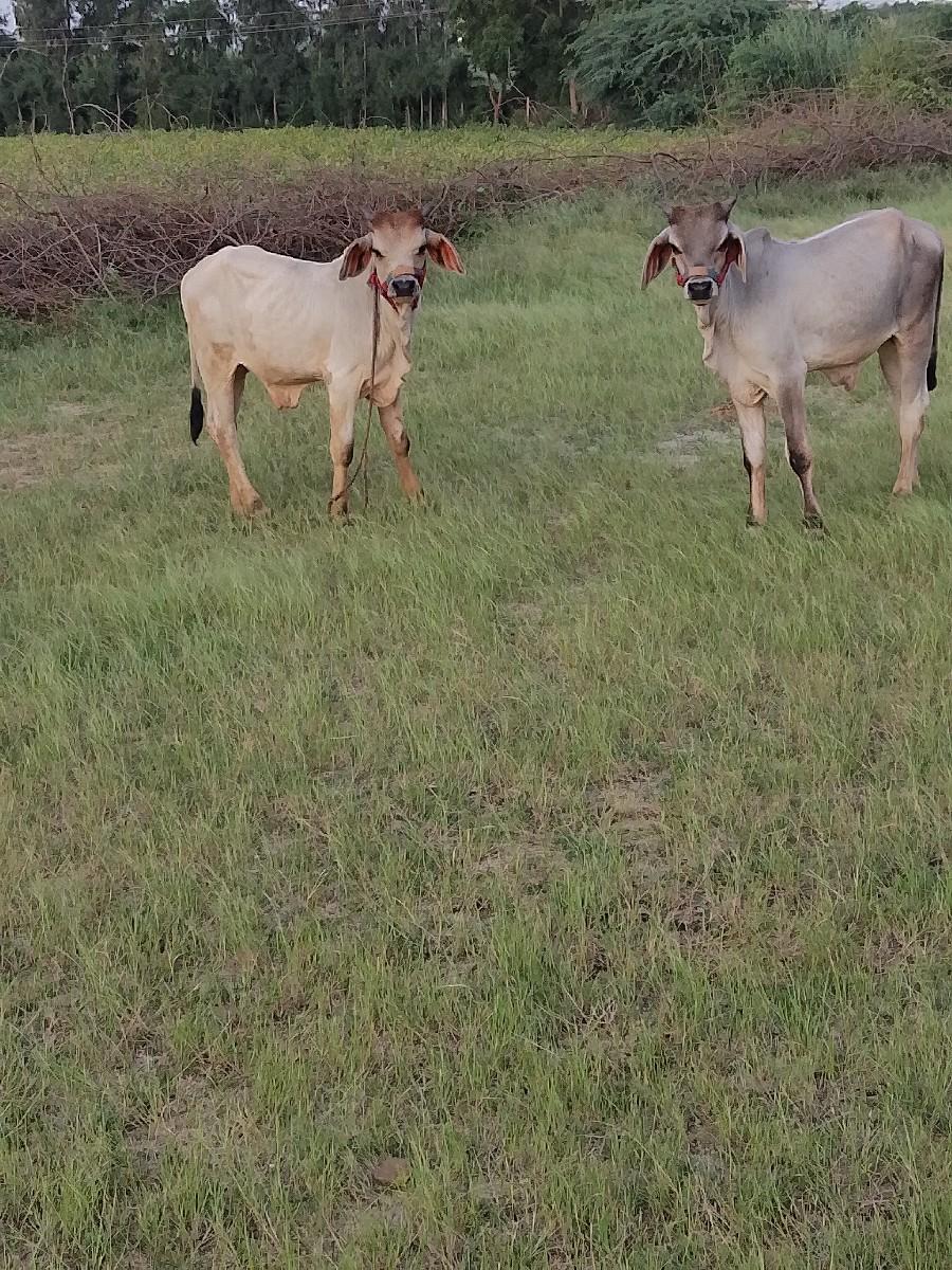 थंबनेल 3