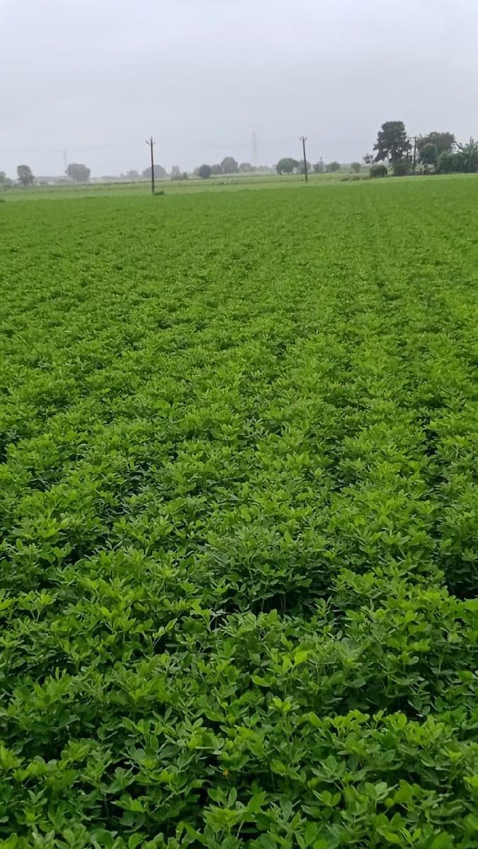 थंबनेल 2