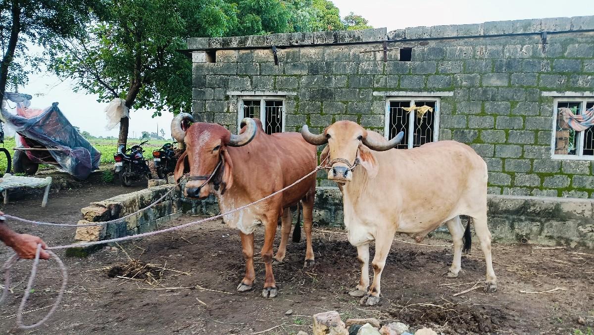બળદ વેચવાના છે