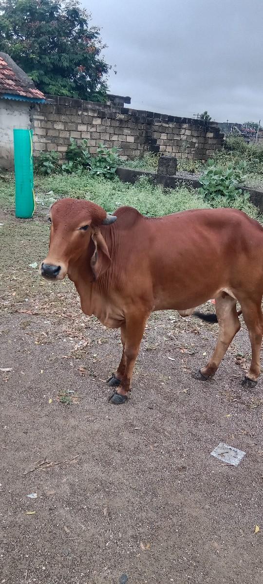 સાટા કરવાના છે
ઘોડી અથવા વસેરી