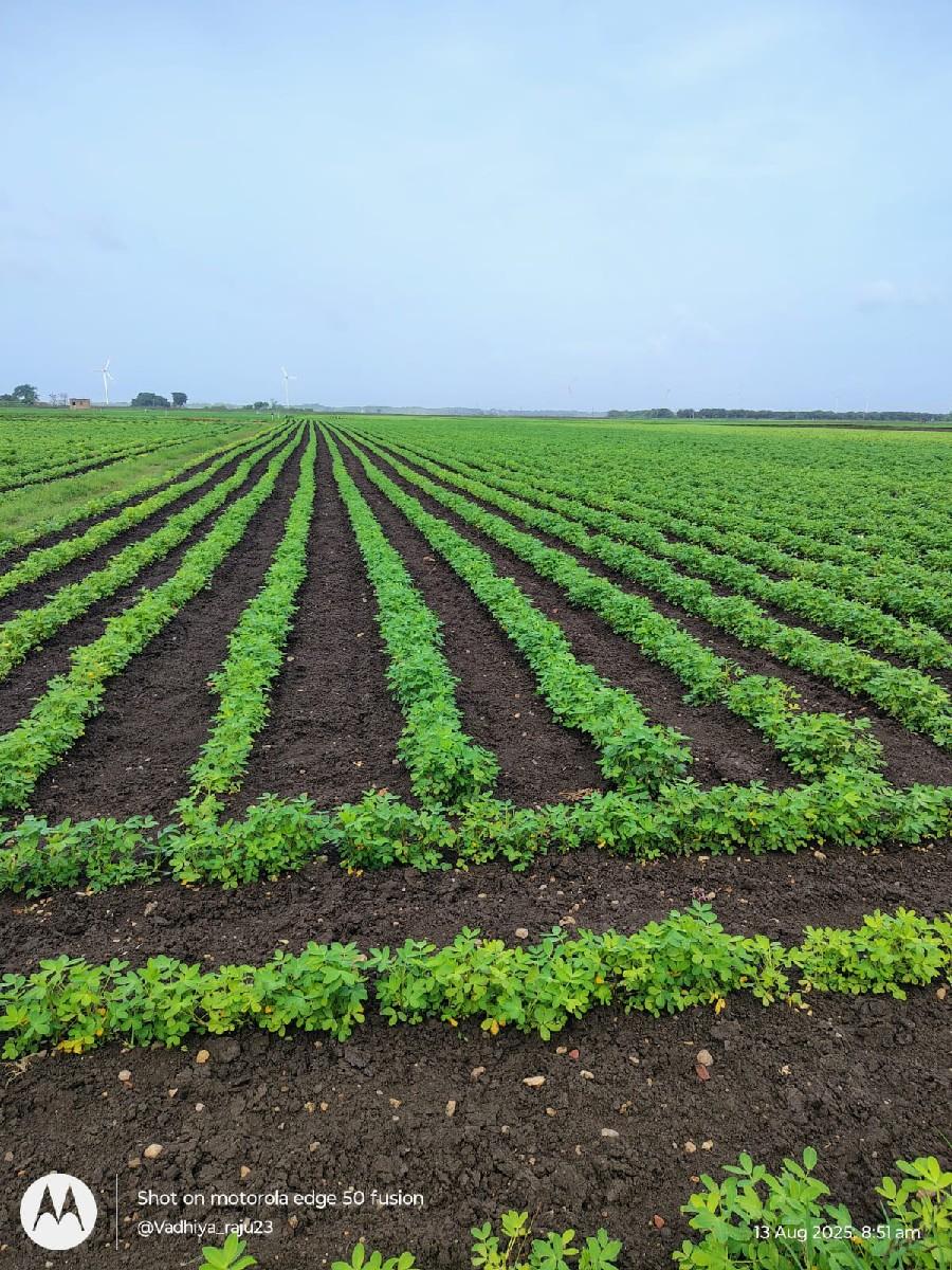 સુકો ચારો ઉનાળુ જુવાર નો ચારો છે
