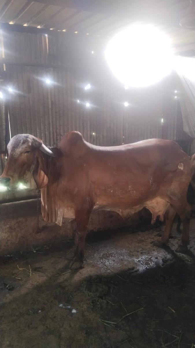 ગાય દેવાની સે