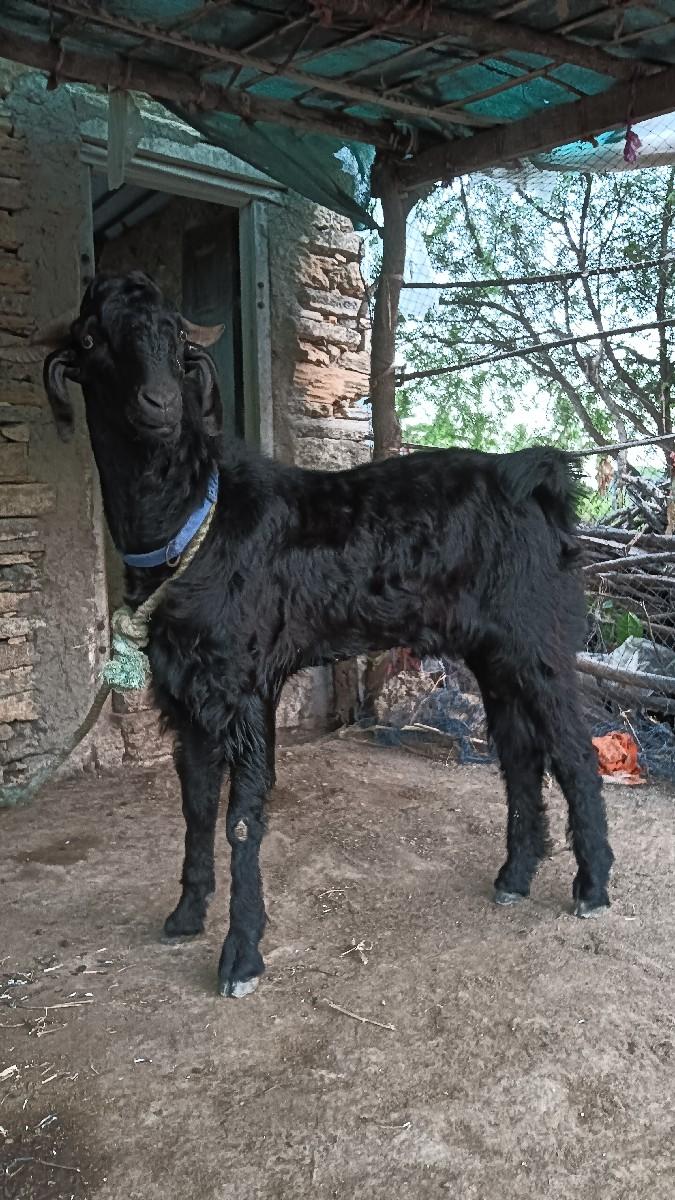 થંબનેલ 3