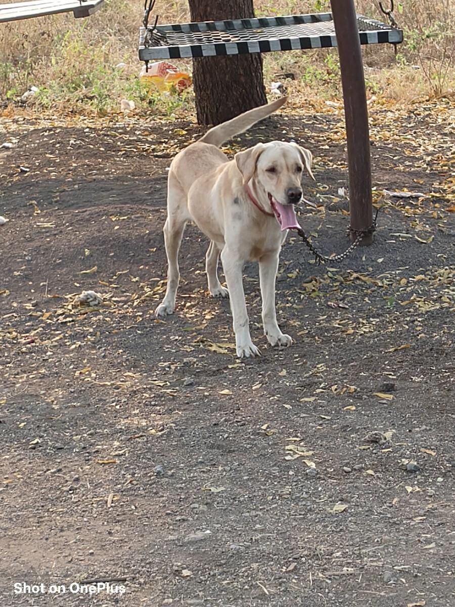 લેબરાડોર  કુતરી