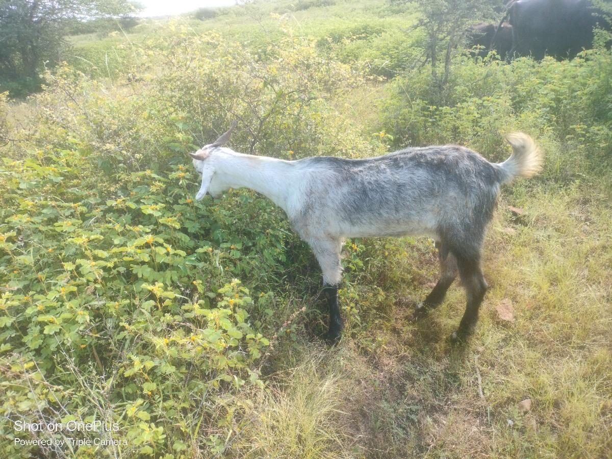 સાટા મા બકરો જોય સે