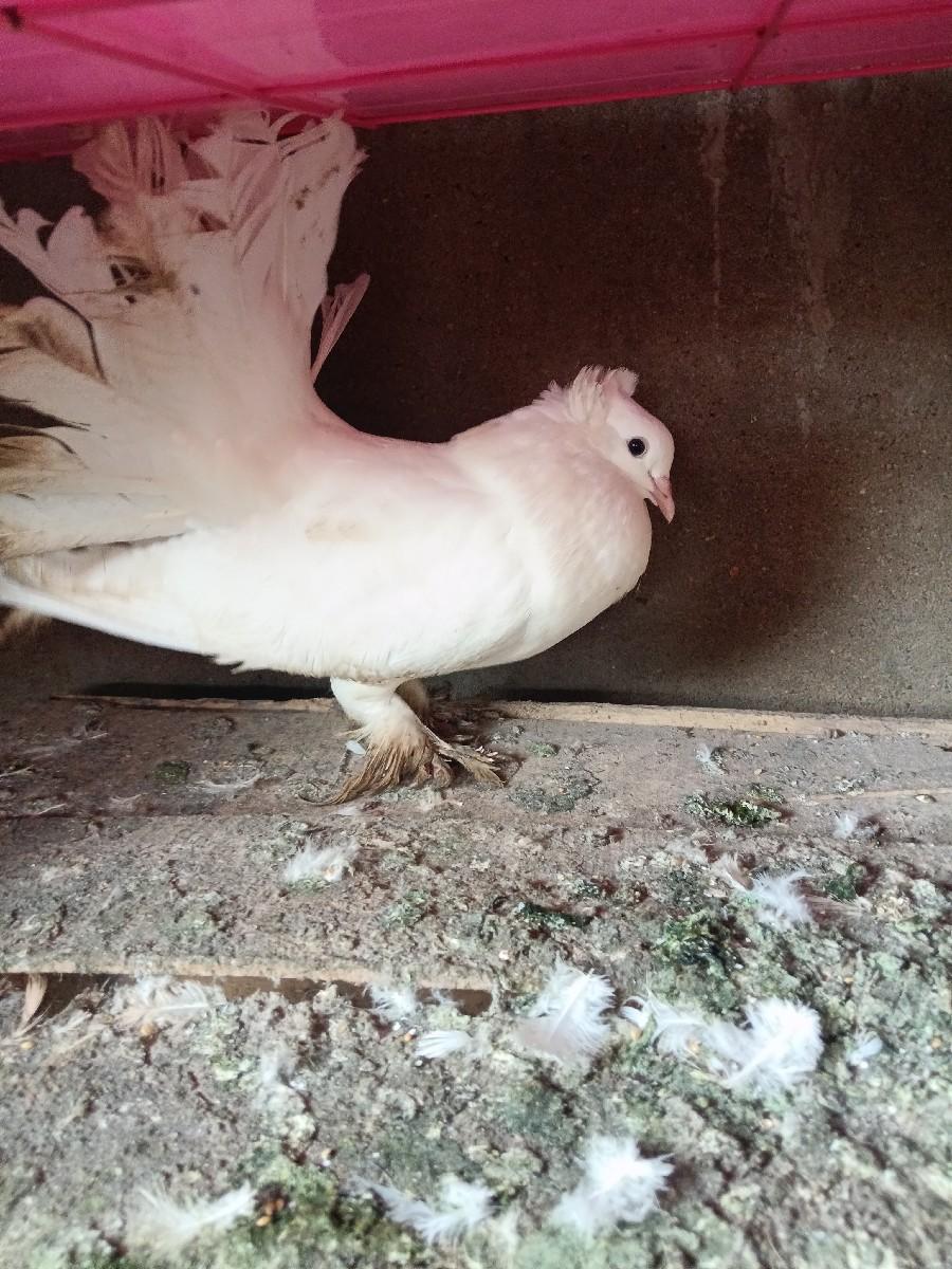 થંબનેલ 2