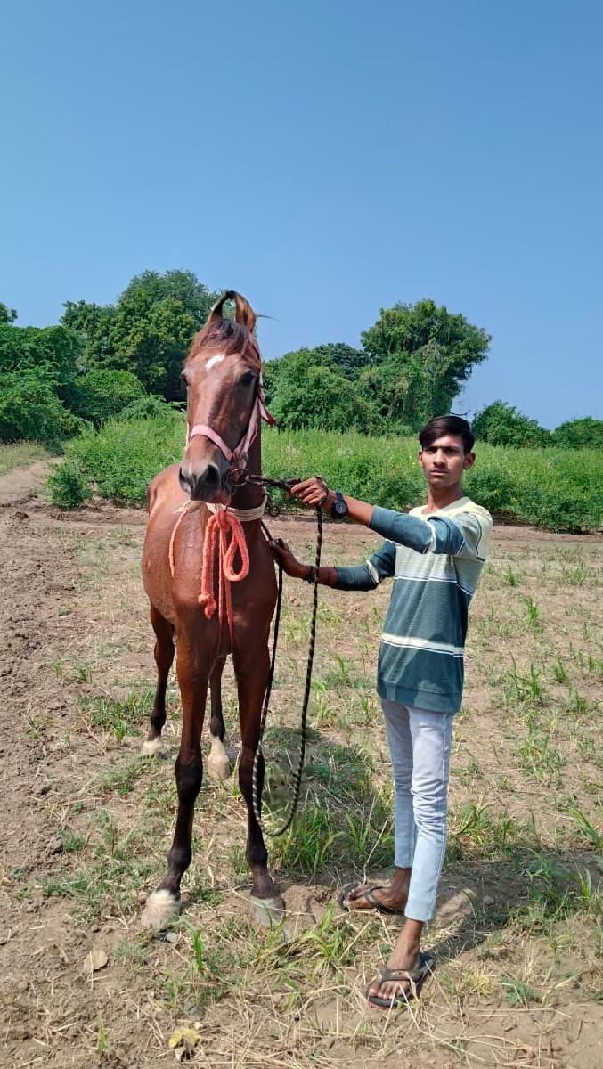 વેશેરો વેસવાનોસે