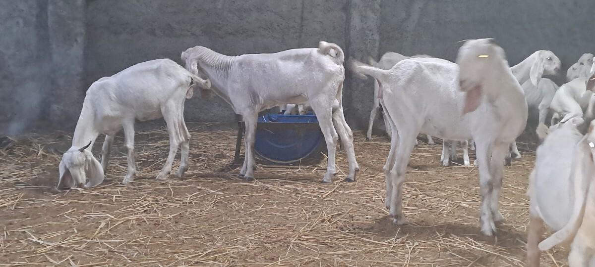 બકરી બકરા બચ્ચા