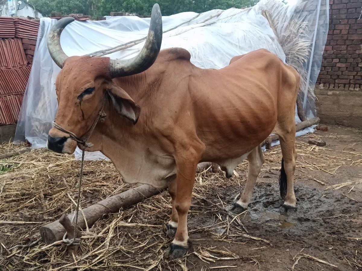 થંબનેલ 3