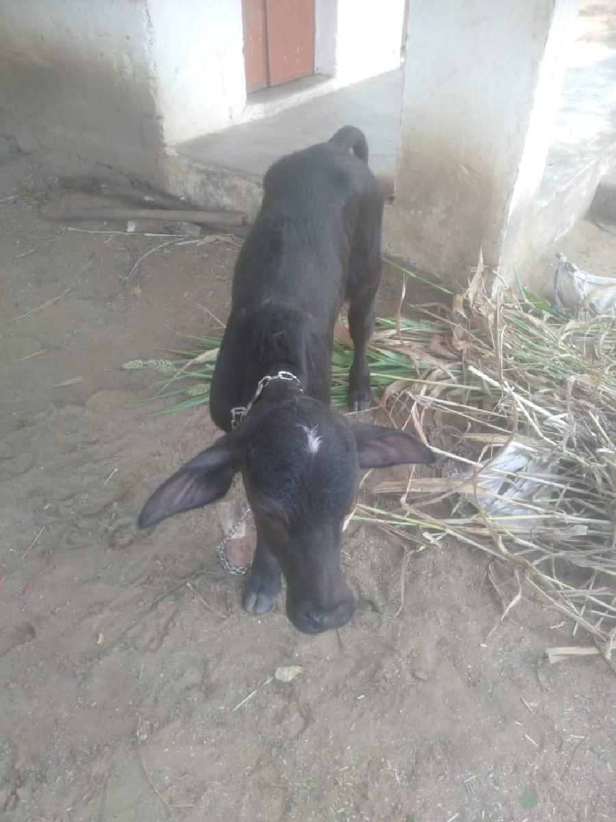 થંબનેલ 3