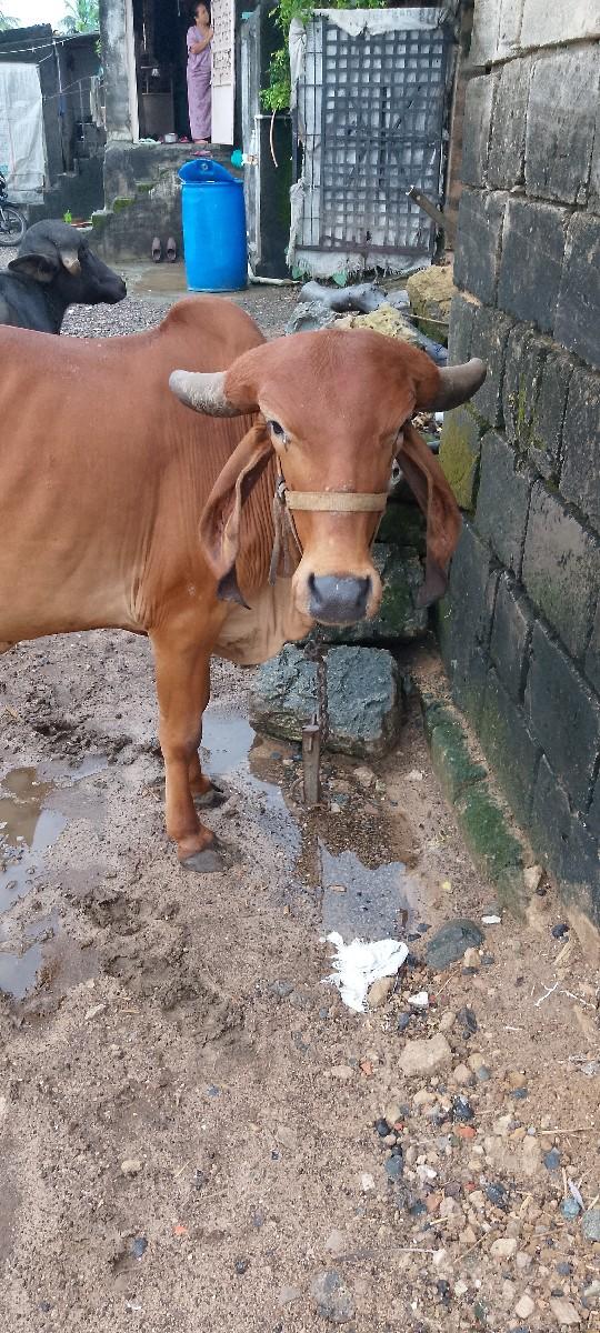 હોડકી વેચવાની છે