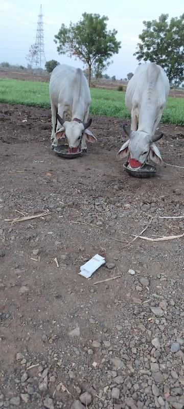 થંબનેલ 2