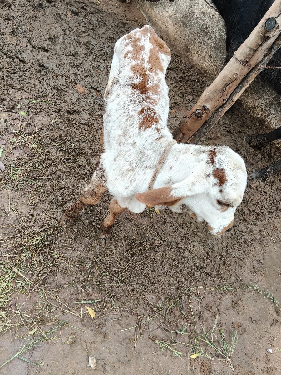 થંબનેલ 2