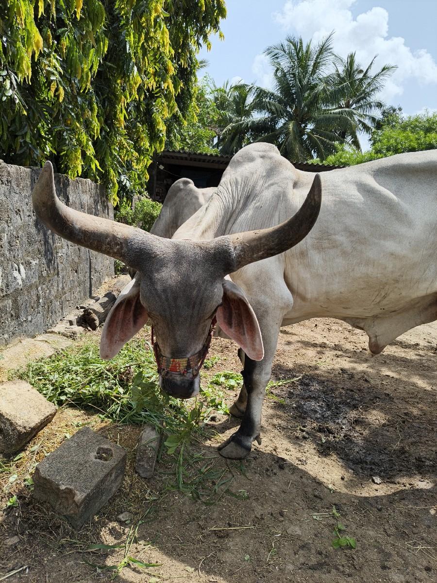 थंबनेल 3