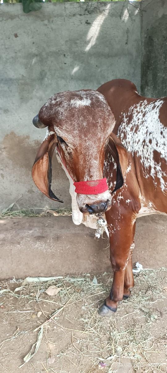 ગીર ગાય હોળકી  વેચવાની છે
