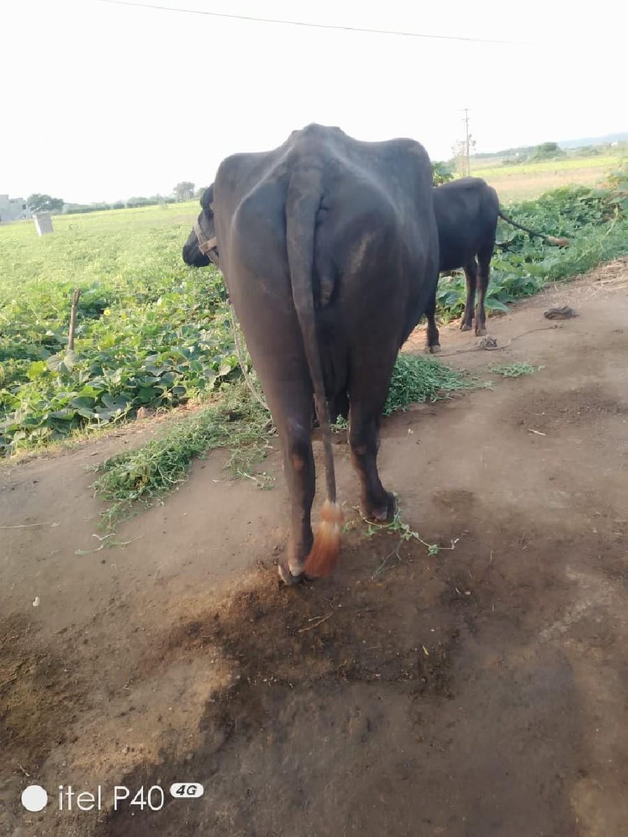 પાનેલી મોટી જીલ્લો ઉપલે ટા તાલુ