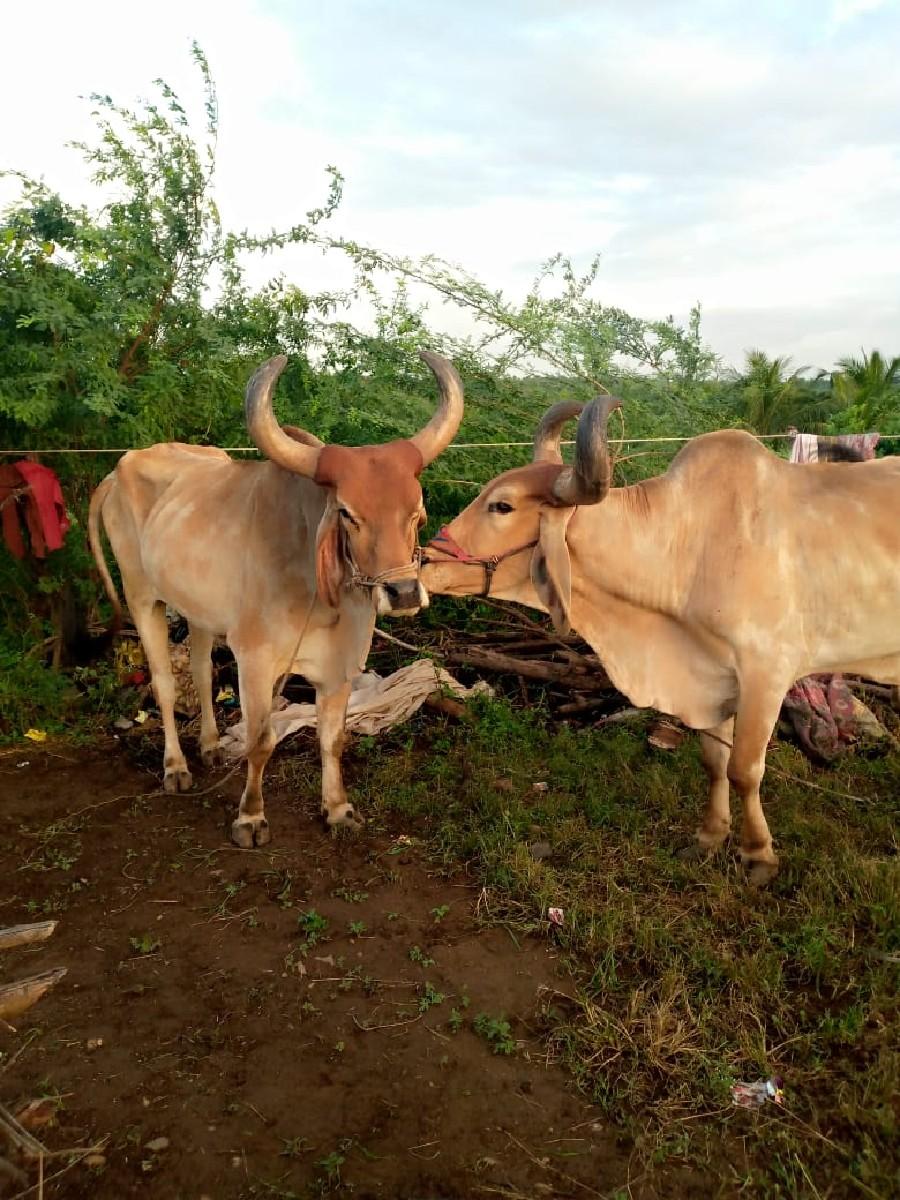 થંબનેલ 2