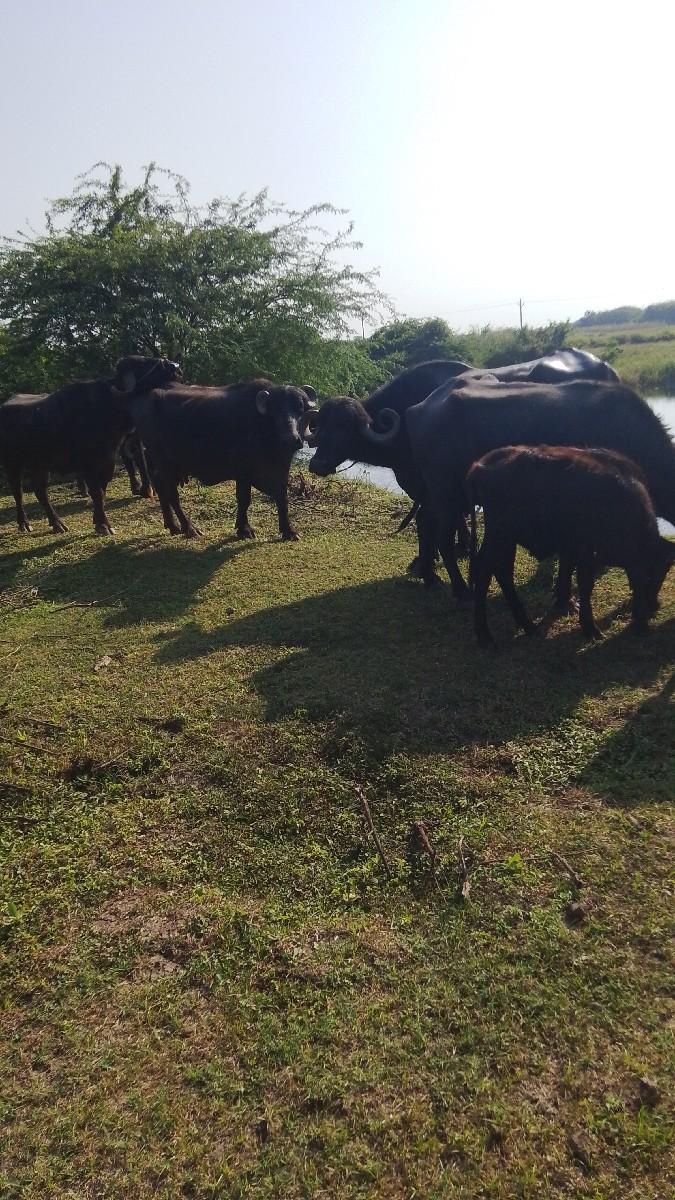 થંબનેલ 3