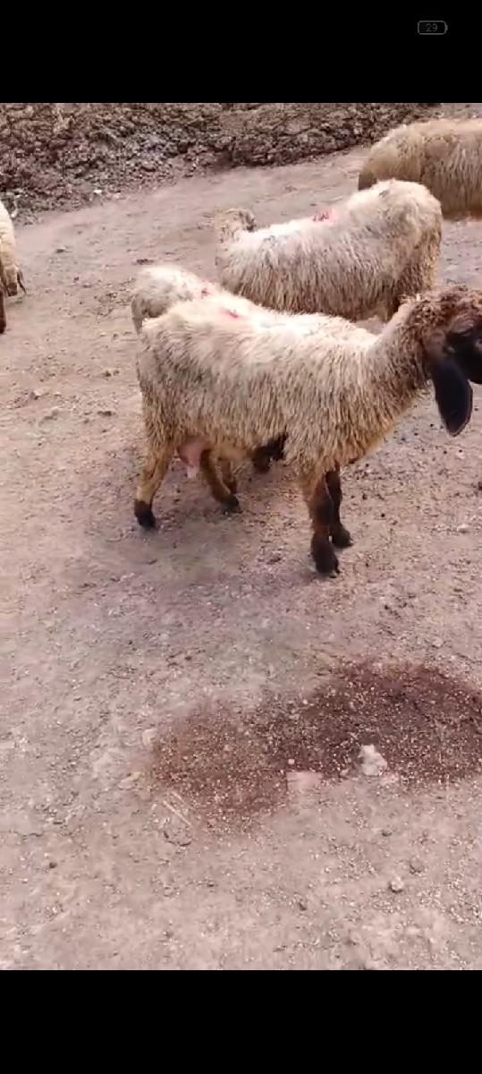 ગાડર વેચવાના સે પંદર 15સે