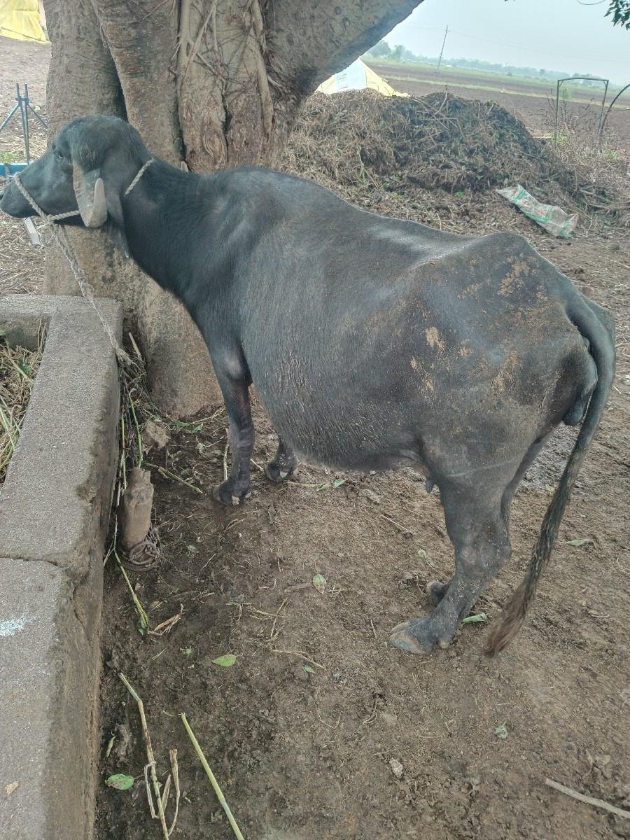 थंबनेल 2