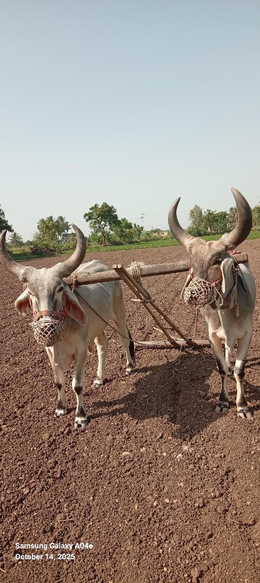 थंबनेल 2