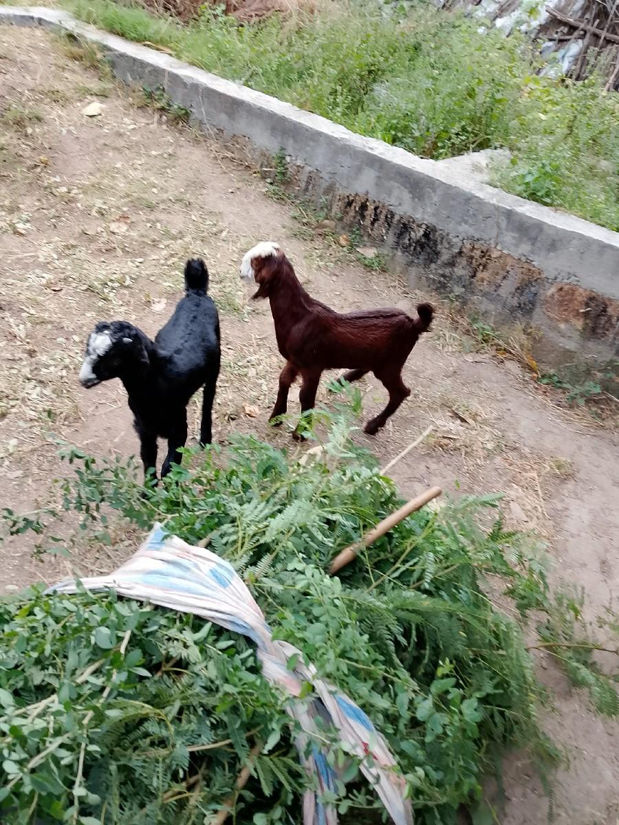 બોકડા 12000