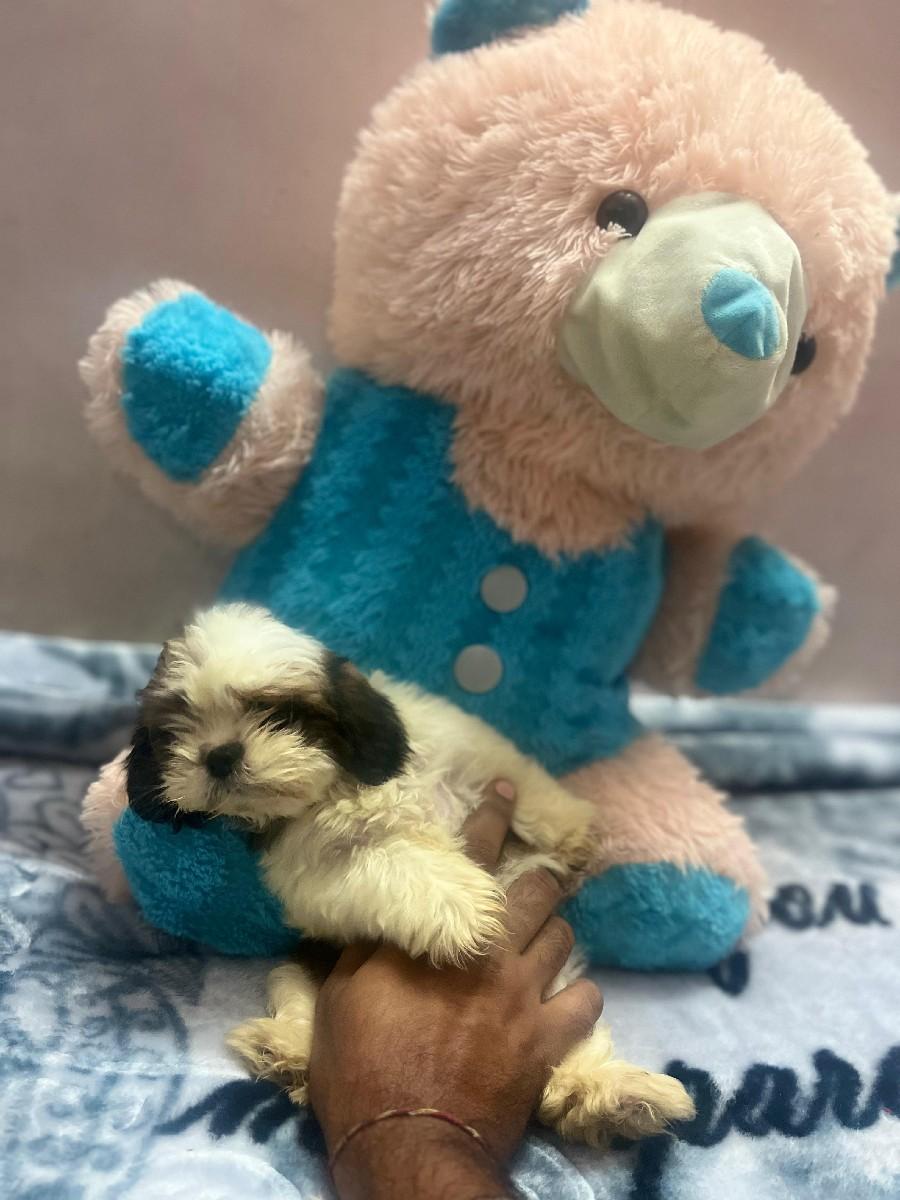 થંબનેલ 3