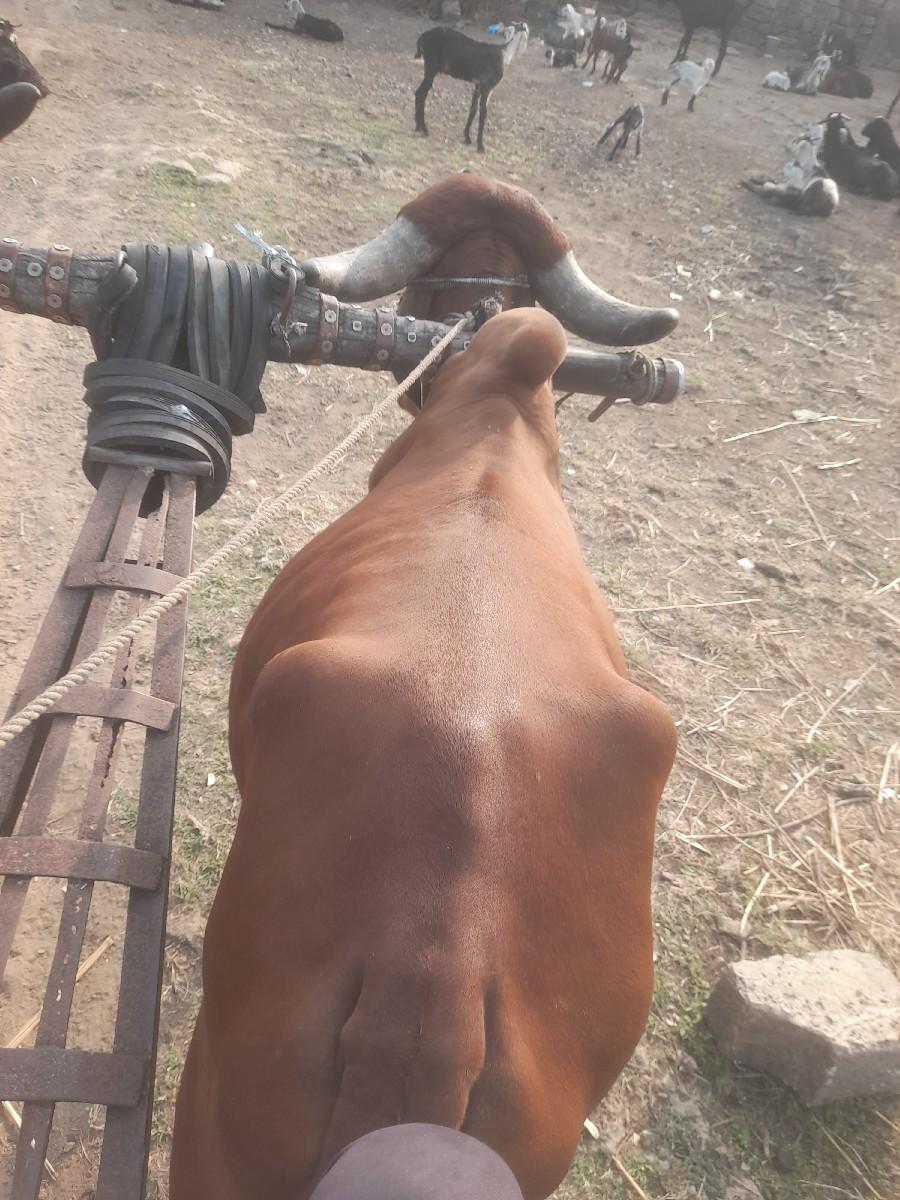 થંબનેલ 3