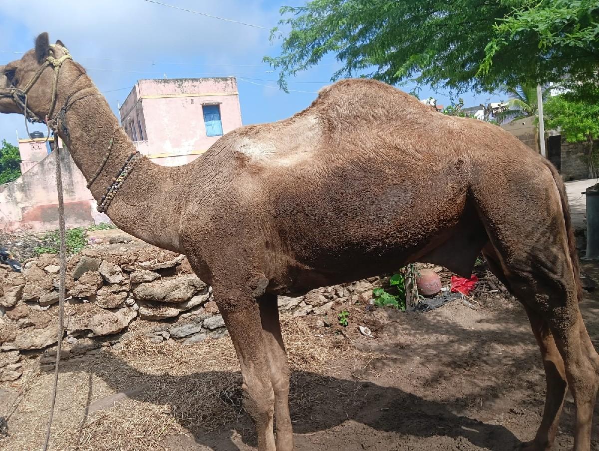 थंबनेल 2