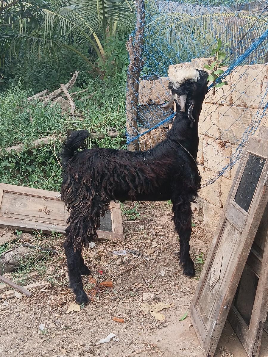 થંબનેલ 3