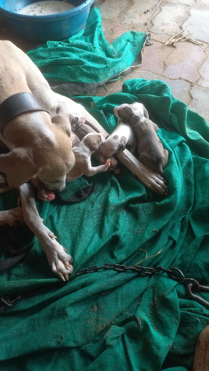 થંબનેલ 2