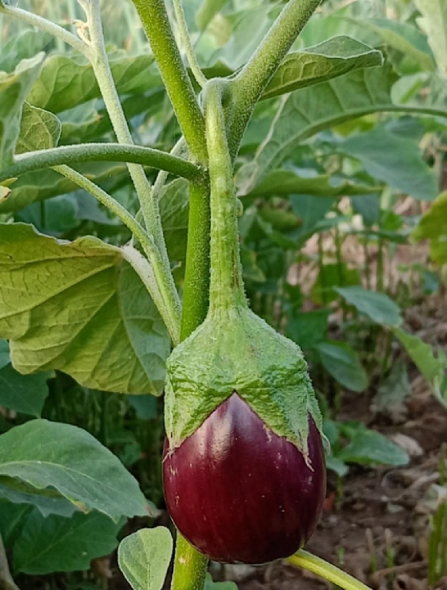 રિંગણીનો રોપ કાળો ( જાંબુડા કલર)