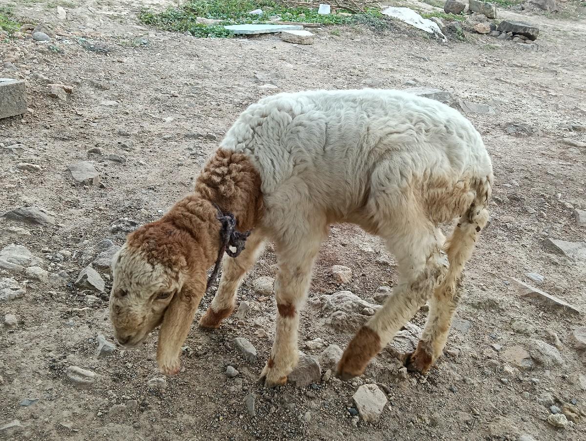 થંબનેલ 3