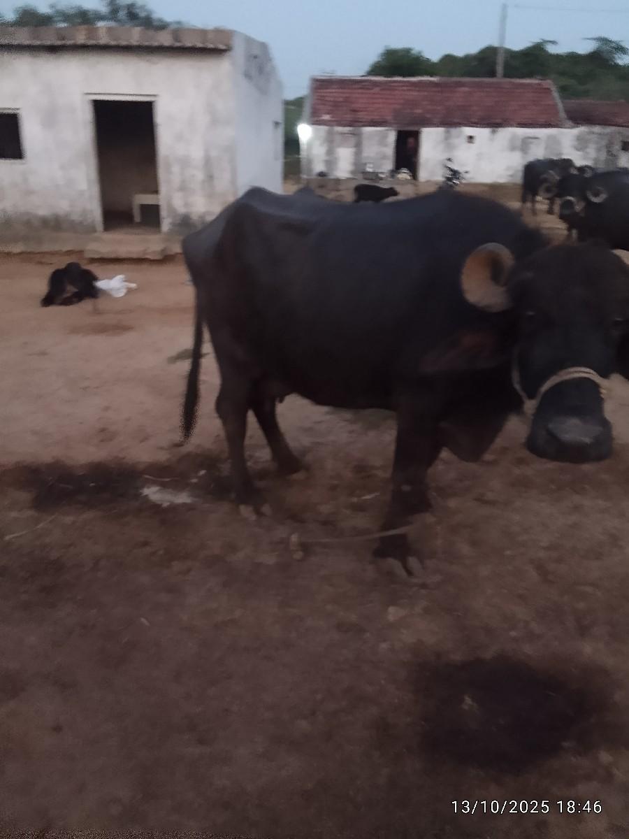 थंबनेल 2