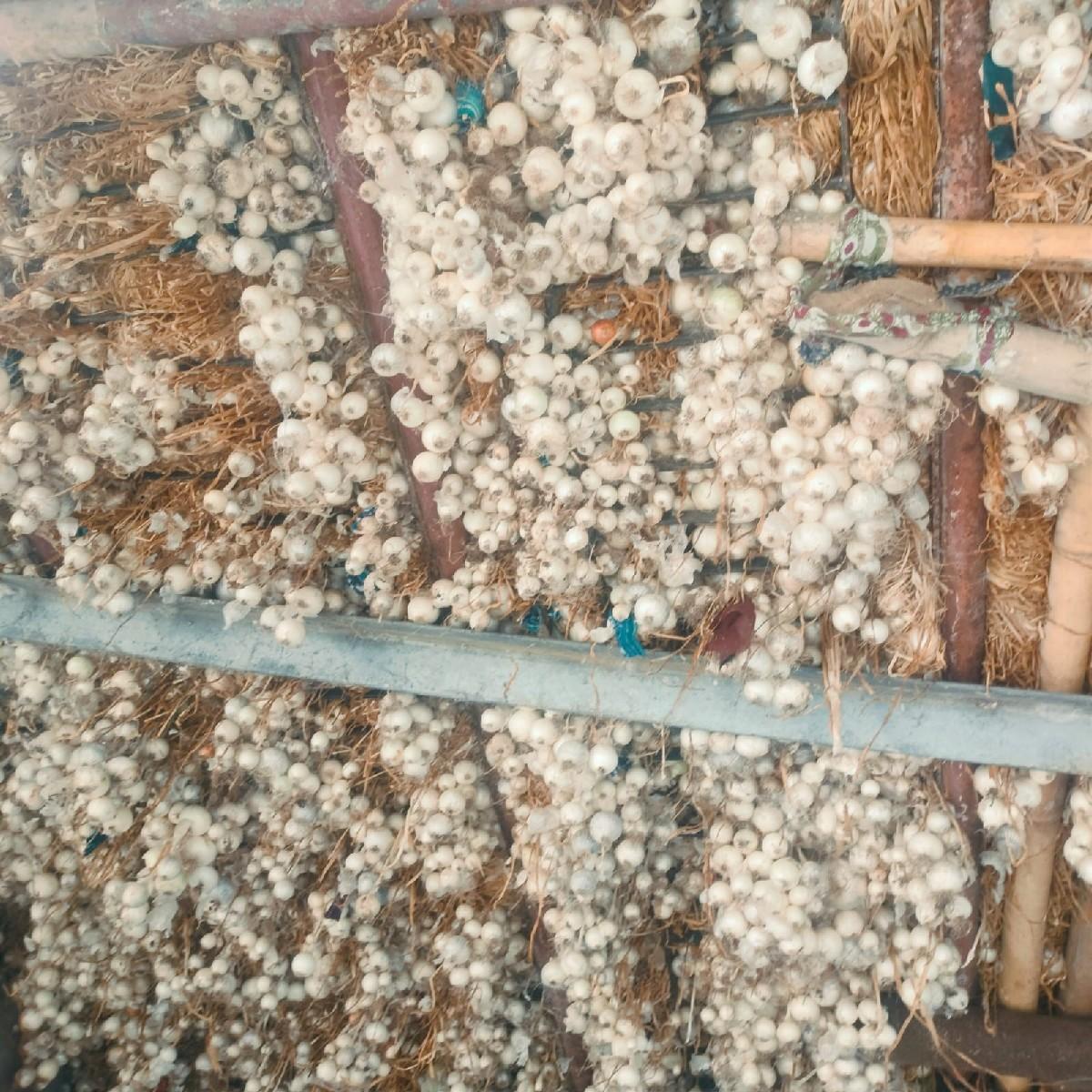 બુઘેલ એકસફૉડ કાંજી