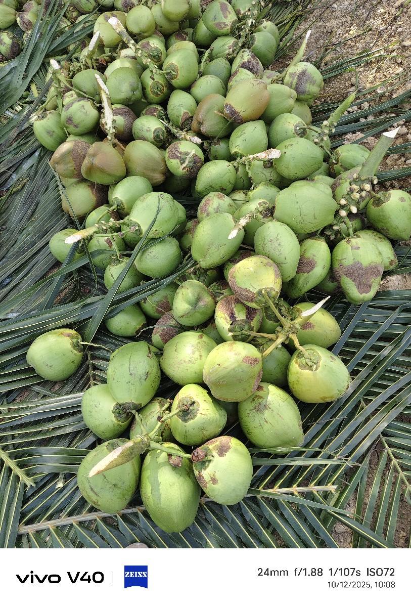 લેવાના છે